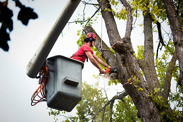 Trusted Rockford, IL Tree Removal and Landscaping Services Experts